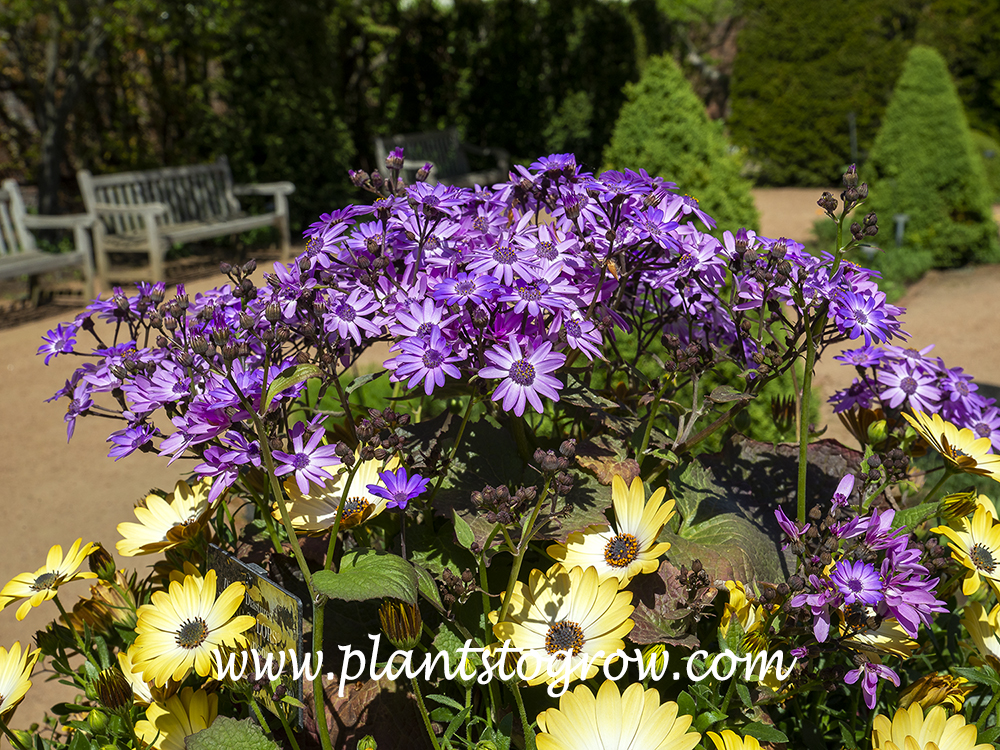 Giovannas Selection Senecio (Senecio stellata) 
Growing in a container with some light yellow Osteospermum